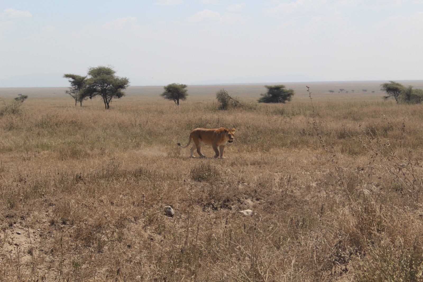 Tanzania Group Joining Safari Day 5
